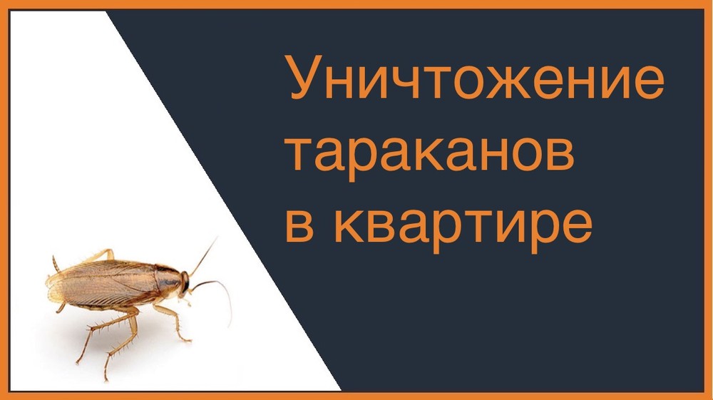 Уничтожение тараканов в квартире в Твери