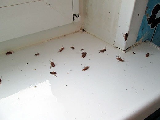 Дезинфекция от тараканов в Твери – цены