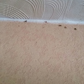 Выведение тараканов в квартире цена Тверь