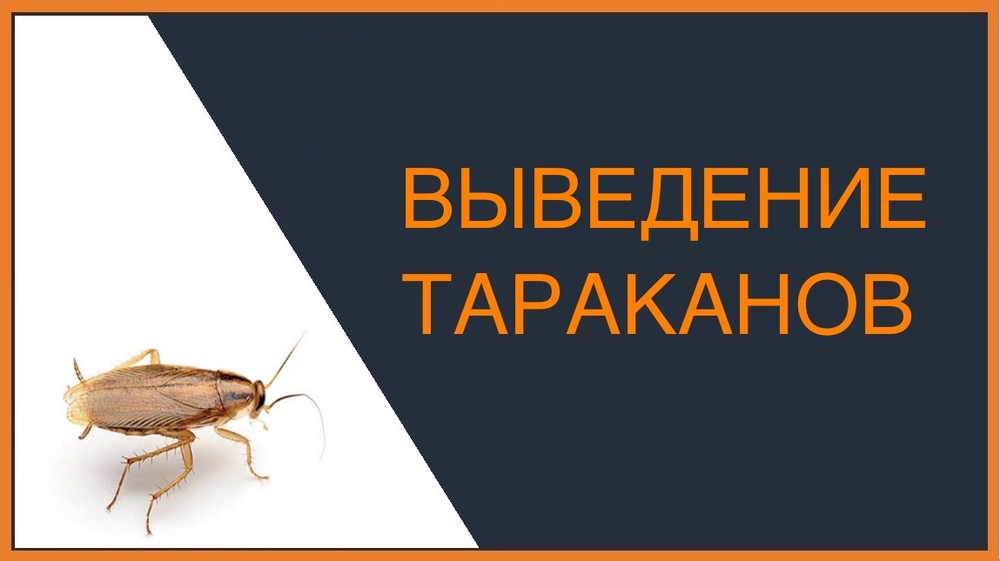 Выведение тараканов в Твери