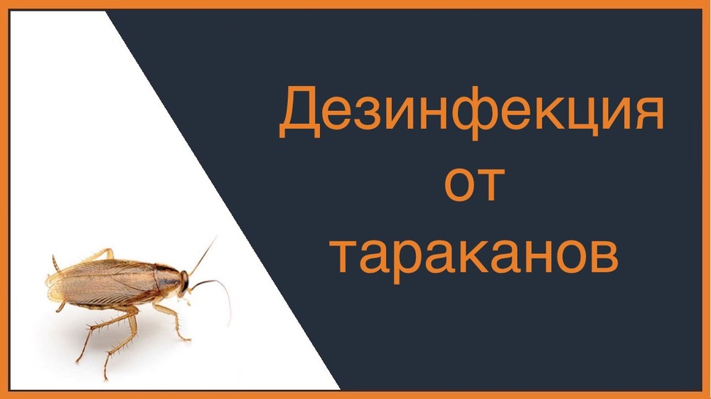 Дезинфекция от тараканов в Твери