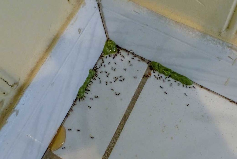 Обработка от муравьев в Твери
