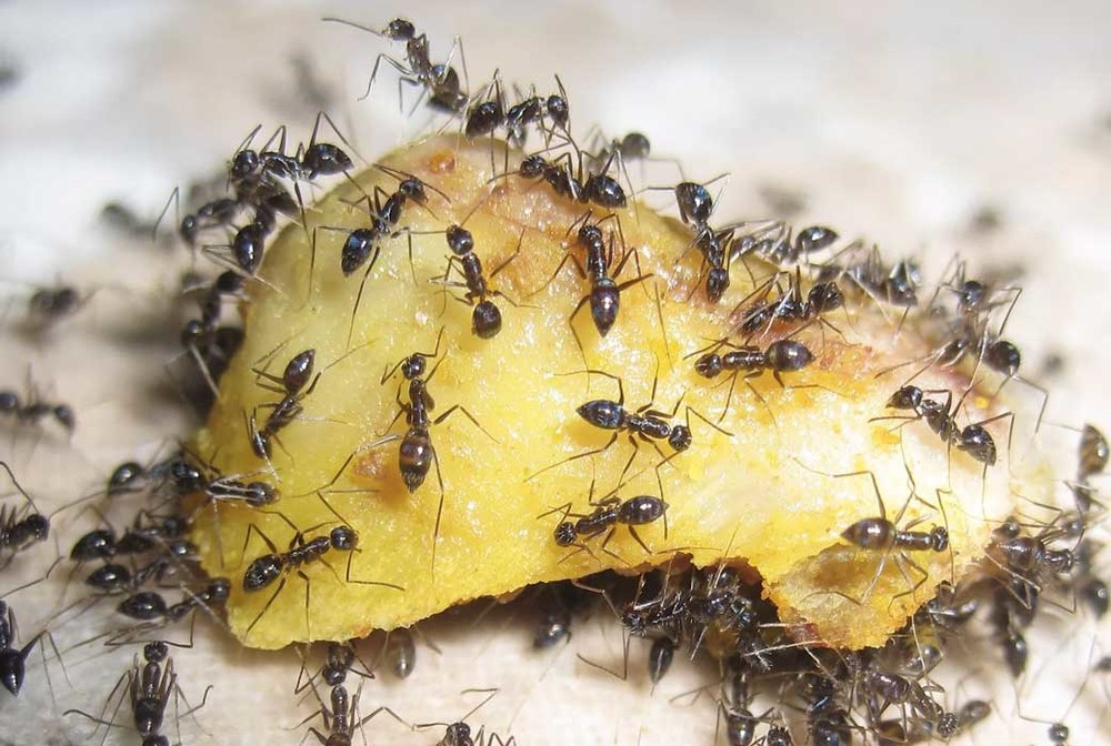 Уничтожение муравьев в квартире в Твери